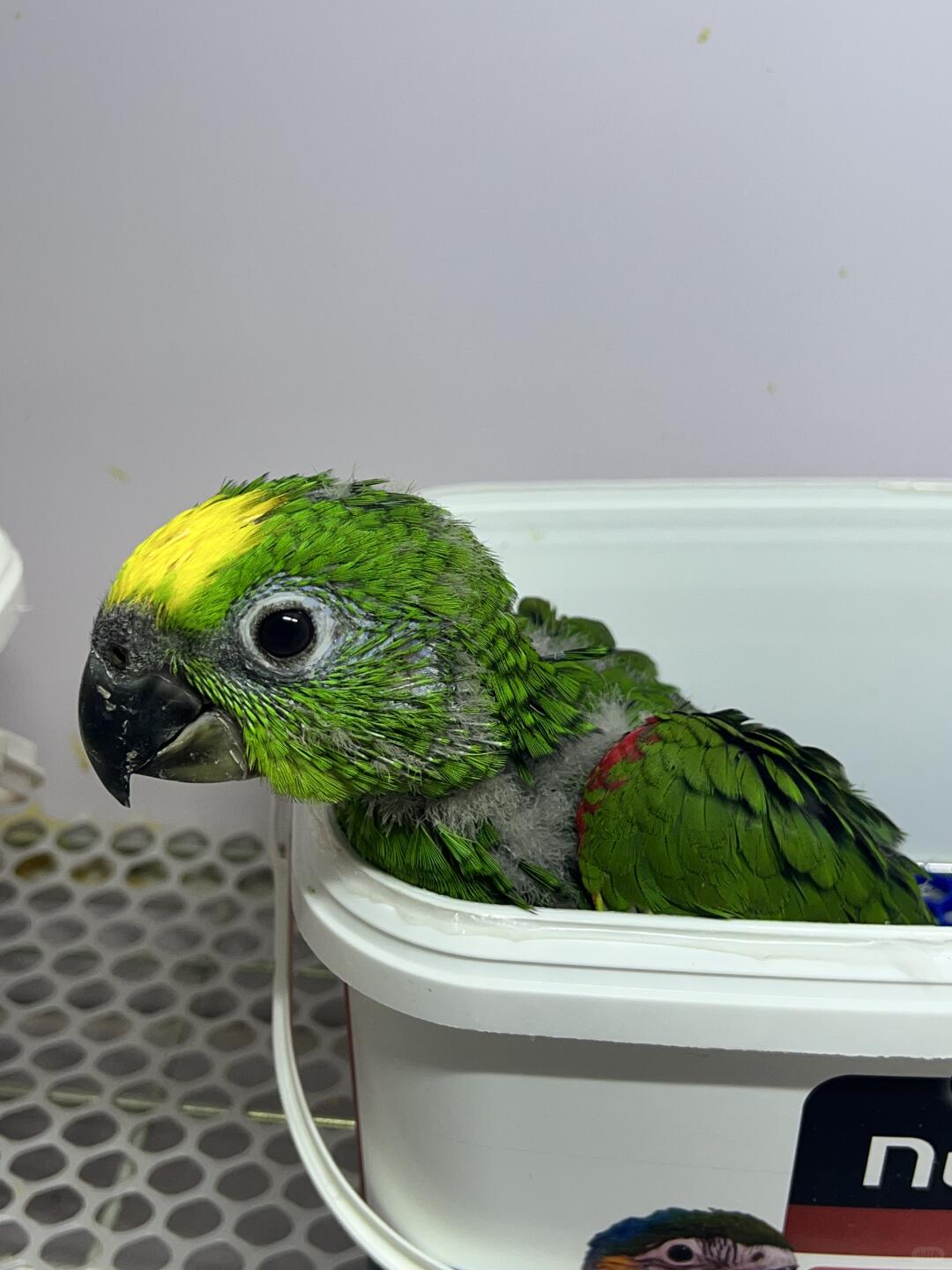 Parrots — Macaws, Cockatoos and more