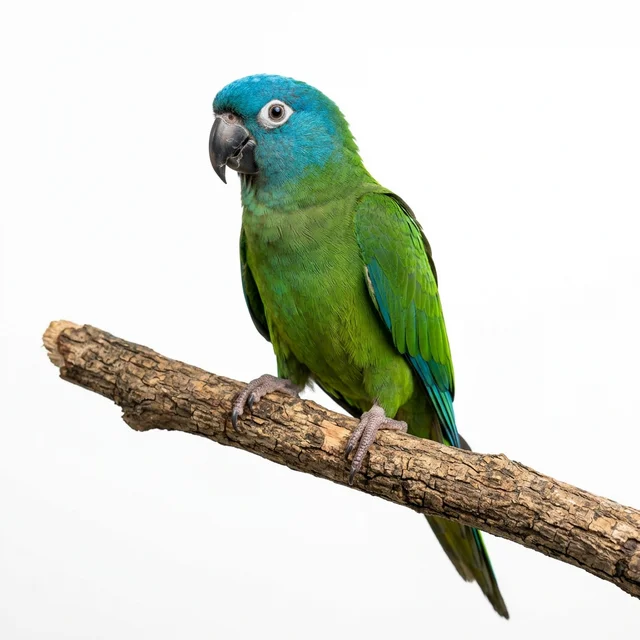 Blue Headed Macaw