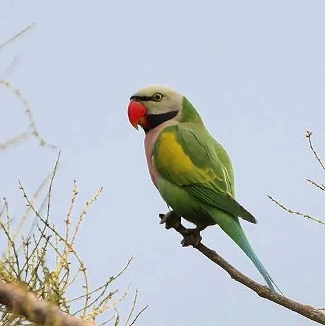 Moustache Parakeet