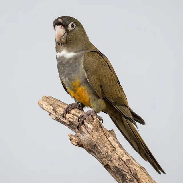 Patagonian Conure