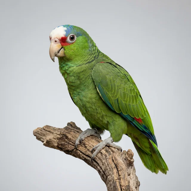 White Fronted Amazon